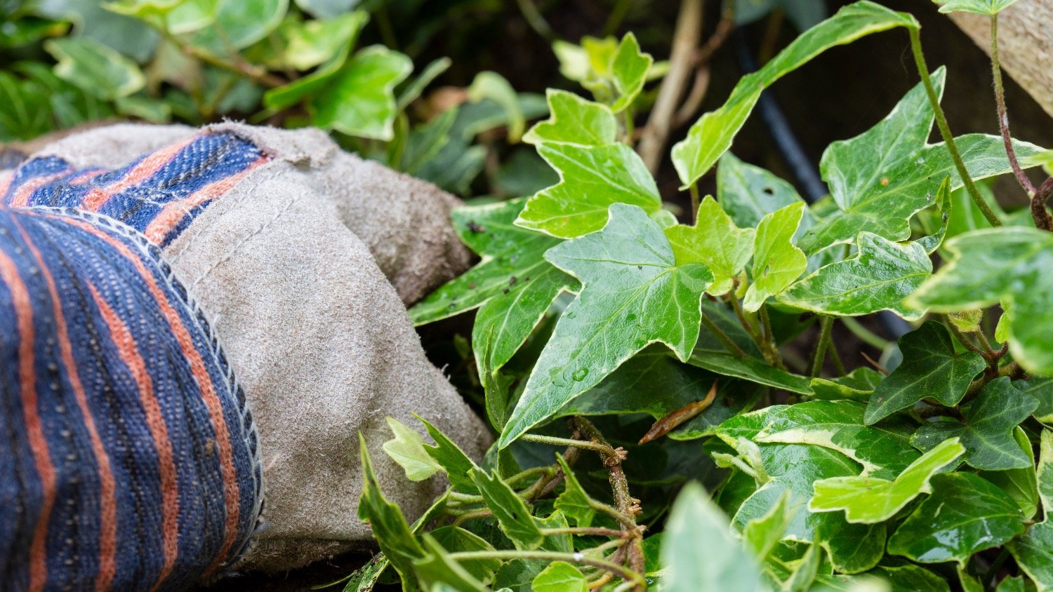 person with garden gloves pulling out ivy 